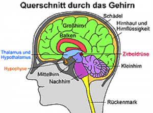 Beschreibung: uerschnitt durch Hirn