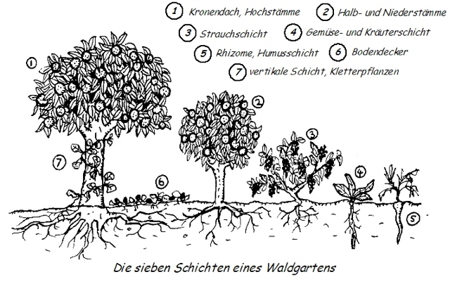 Beschreibung: ood Forests Could Bring Healthy Organic Food To Everyone – For Free