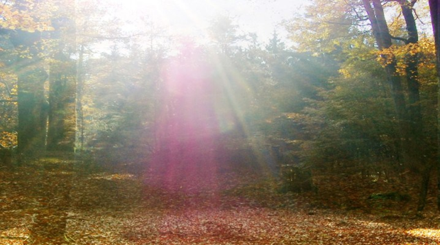 Beschreibung: ote Lichtgestalt im Wald